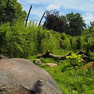 Sumatran tiger creek - First exhibit, 2024-06-30