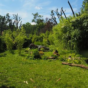 Sumatran tiger creek - Second exhibit, 2024-06-30