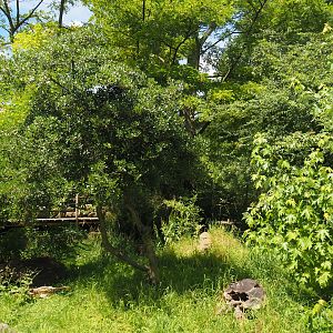 Dwarf mongoose exhibit, 2024-06-30