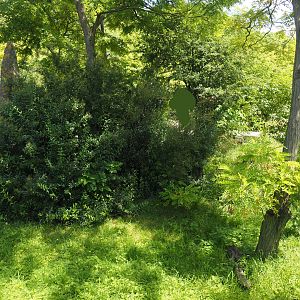 Dwarf mongoose exhibit, 2024-06-30