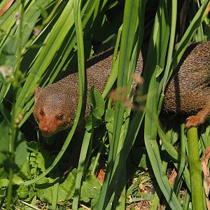 Dwarf mongoose (Helogale parvula), 2024-06-30