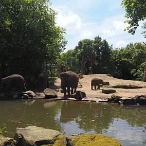 Asian elephant exhibit, 2024-06-30