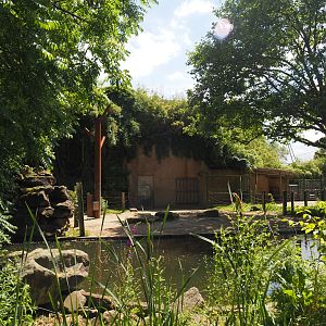 Asian elephant bull yard, 2024-06-30