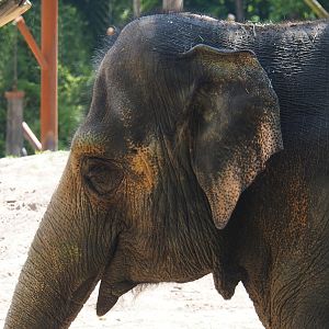 Asian elephant (Elephas maximus), 2024-06-30