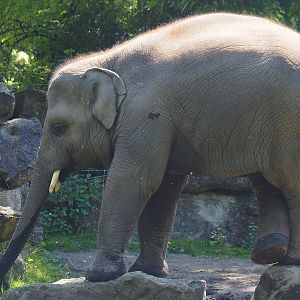 Asian elephant (Elephas maximus), 2024-06-30