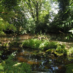 Malayan tapir exhibit, 2024-06-30