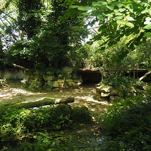 Malayan tapir exhibit, 2024-06-30