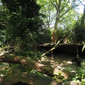 Malayan tapir exhibit, 2024-06-30
