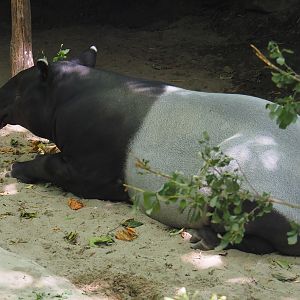 Malayan tapir (Tapirus indicus), 2024-06-30