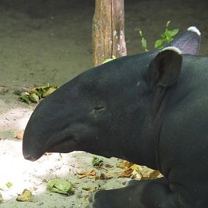 Malayan tapir (Tapirus indicus), 2024-06-30