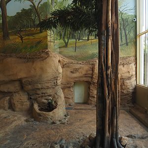 Asiatic lion indoor housing, 2024-06-30