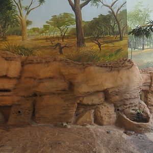 Asiatic lion indoor housing, 2024-06-30