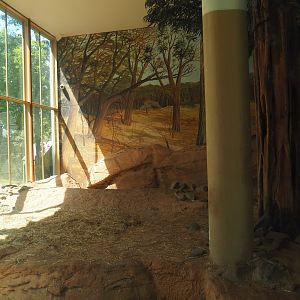 Asiatic lion indoor housing, 2024-06-30