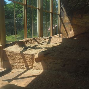 Asiatic lion indoor housing and access to and part of outdoor exhibit, 2024-06-30