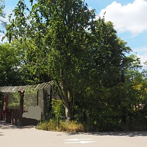 Asiatic lion viewing area, 2024-06-30