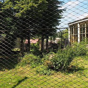 Asiatic lion exhibit, 2024-06-30