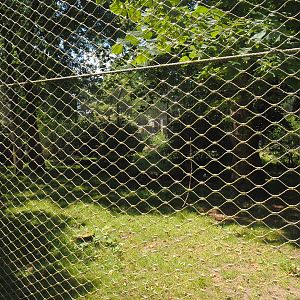 Asiatic lion exhibit, 2024-06-30