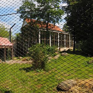 Asiatic lion exhibit, 2024-06-30