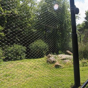 Asiatic lion exhibit, 2024-06-30