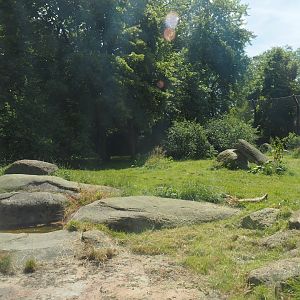 Asiatic lion exhibit, 2024-06-30