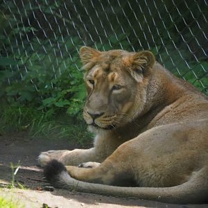 Asiatic lion (Panthera leo leo), 2024-06-30