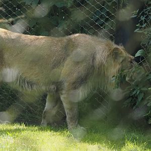 Asiatic lion (Panthera leo leo), 2024-06-30