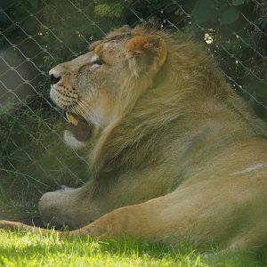 Asiatic lion (Panthera leo leo), 2024-06-30