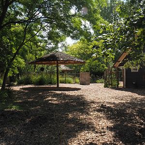 Mountain bongo paddock, 2024-06-30