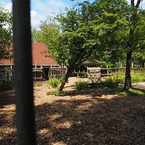 Mountain bongo paddock, 2024-06-30