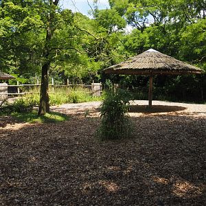 Mountain bongo paddock, 2024-06-30