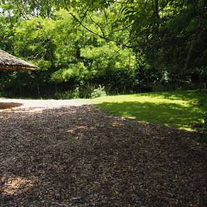 Mountain bongo paddock, 2024-06-30