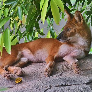 Dhole (Cuon alpinus)