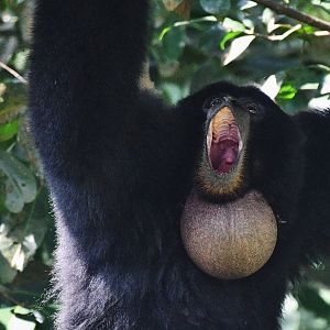 Siamang (Symphalangus syndactylus)