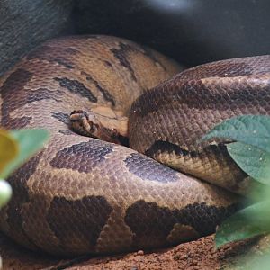 Red Blood Python (Python brongersmai)