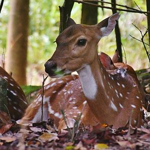 Axis Deer (Axis axis)