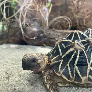 Indian star tortoise