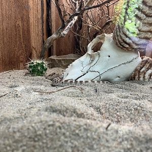 Western hognose snake