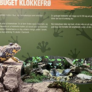 Yellow-bellied toad terrarium