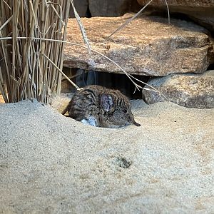 Round-eared elephant shrew