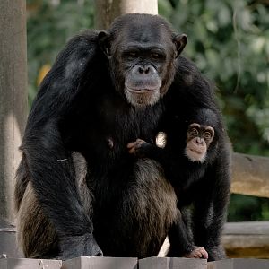 Chimpanzee (Pan troglodytes)