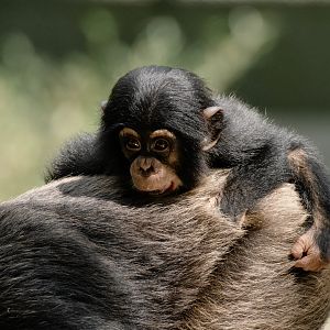 Baby Chimpanzee (Pan troglodytes)