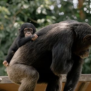 Chimpanzee (Pan troglodytes)