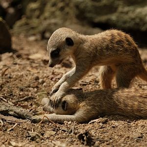Meerkat (Suricata suricatta)