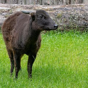 Mountain anoa (Bubalus quarlesi)