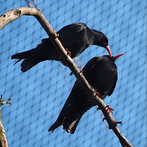 Red-billed choughs (Pyrrhocorax pyrrhocorax), 2023-06-04