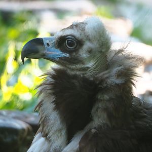 Cinereous vulture (Aegypius monachus), 2023-06-04