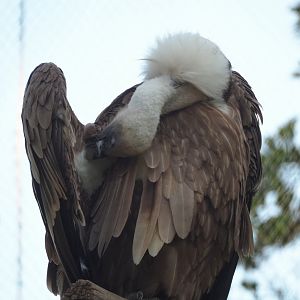 Preening Western Eurasian griffon vulture (Gyps fulvus fulvus), 2023-06-04