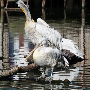 Dalmatian pelicans (Pelecanus crispus), 2023-06-04