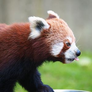 Nepalese red panda (Ailurus fulgens), 2023-06-04