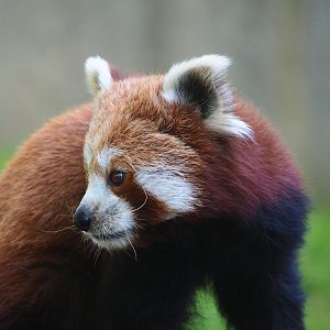 Nepalese red panda (Ailurus fulgens), 2023-06-04